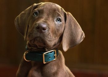 Netflix libera primeira imagem do cachorro que será Scooby Doo em série