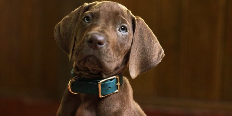 Netflix libera primeira imagem do cachorro que será Scooby Doo em série