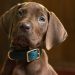 Netflix libera primeira imagem do cachorro que será Scooby Doo em série